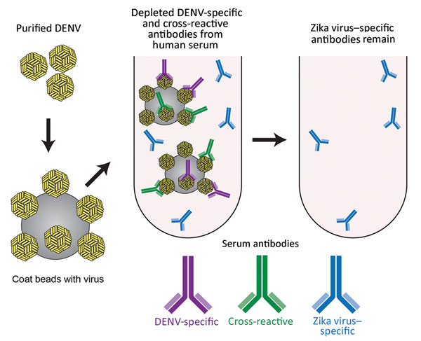 Schematic of the method used for depletion of human serum with DENV antigen to distinguish Zika virus–specific from cross-reactive flavivirus antibodies. Serum was incubated with DENV-1 and DENV-2 coated on polystyrene beads, enabling removal of DENV-specific and cross-reactive antibodies. DENV, dengue virus.