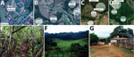 Thumbnail of Location of collection sites and biomes represented in each, Minas Gerais state, Brazil. A) Collection site 1 in Serro. B) Collection site 2 in Serro. C) Peridomicile collection areas in Rio Pomba. D) Forest and pasture collection areas in Rio Pomba. E) Example of a forest area where animals were captured. F) Example of peridomicile area. G) Example of pasture area. In panels A–D, circles represent areas where transects for capture were demarcated. Sources: panels A,–D, Google Maps,