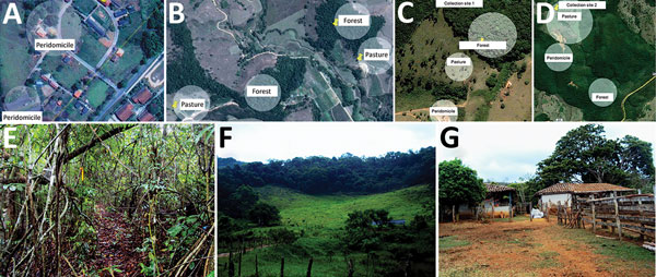 Location of collection sites and biomes represented in each, Minas Gerais state, Brazil. A) Collection site 1 in Serro. B) Collection site 2 in Serro. C) Peridomicile collection areas in Rio Pomba. D) Forest and pasture collection areas in Rio Pomba. E) Example of a forest area where animals were captured. F) Example of peridomicile area. G) Example of pasture area. In panels A–D, circles represent areas where transects for capture were demarcated. Sources: panels A,–D, Google Maps, modified by 