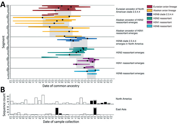 Molecular dating of the emergence of H5 clade 2.3.4.4 influenza A virus in Eurasia and North America and concurrent trends in surveillance effort. A) Events contributing to the evolution of H5 clade 2.3.4.4 estimated using multiple influenza segments. Time of most recent common ancestry (indicated by a black circle) is size-scaled by the posterior probability (0.0–1.0), and the 95% highest posterior density is color-coded by lineage. Gray shading indicates time of most recent common ancestry of 