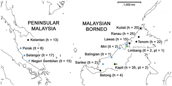 Geographic distribution of DNA samples of Plasmodium knowlesi infections derived from 134 humans and 48 macaques across Malaysia. h, human samples; lt, long-tailed macaque samples ; pt, pig-tailed macaque samples.