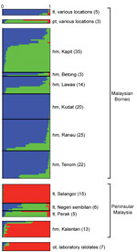 Thumbnail of Subpopulation cluster assignments of individual Plasmodium knowlesi infections in human and macaque hosts across Malaysia and 7 laboratory isolates. The Bayesian-based STRUCTURE analysis with LOCPRIOR model (22) was applied on complete 10-microsatellite loci of 166 P. knowlesi infections and 7 laboratory isolates showing 3 subpopulation clusters (K = 3; ΔK = 37.72). Ancestral population clusters are referred to as cluster 1 (blue), cluster 2 (green), and cluster 3 (red). Numbers in 