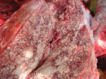 Thumbnail of Lung from a bull elephant, estimated at 30 years of age, Kurichiyat Range, India, 2010. Note the multifocal to coalescing pale tan-to-white firm nodules (granulomas) effacing much of the lung parenchyma. Some areas of white chalky mineralization are also present.