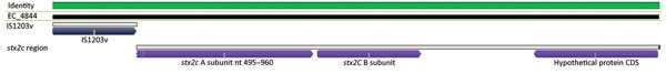 Alignment of genomic region from a representative isolate (EC_4844) showing insertion of IS1203v in the Shiga toxin 2 (stx2) gene region of Shiga toxin−producing Escherichia coli associated with an agricultural show, Brisbane, Queensland, Australia, 2013. CDS, coding DNA sequence.