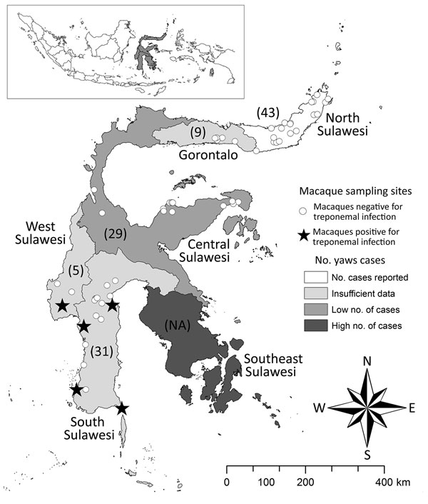Individual sampling sites where macaques were tested for infection with Treponema spp. during 1999–2012 and the number of human yaws cases during 2001–2011, Sulawesi, Indonesia. Numbers in parentheses indicate number nonhuman primates sampled in each of the 6 provinces. ESPLINE TP (Fujirebio Inc., Tokyo, Japan) reagent for the detection of T. pallidum antibodies was used to determine whether macaque samples were positive for treponemal infection. The number of human yaws cases was determined by 