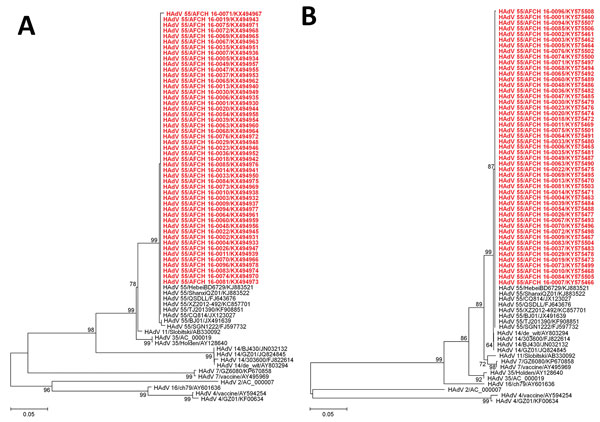 Phylogenetic analysis of human adenoviruses based on the partial nucleotide sequences of hexon (A) and fiber (B) genes, South Korea, 2016. Phylogenetic trees were generated by the neighbor-joining method, using the Kimura 2-parameter method. The percentage of replicate trees in which the associated taxa clustered together in the bootstrap test (1,000 replicates) are shown next to the branches. Red indicates viruses identified in this study. Scale bars denote the number of base substitutions per 
