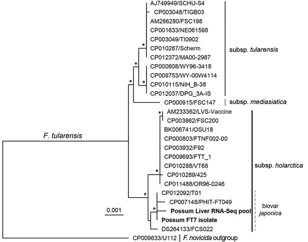 Multilocus phylogenetic analysis of Francisella tularensis isolates, including ringtail possum sequences from Australia. The alignment comprised 5 concatenated housekeeping genes (LepA, RecA, GyrB, AtpD, and TrpB) from the ringtail possum FT7 isolate and RNA-Seq pool (boldface) as well as National Center for Biotechnology Information whole-genome reference sequences (27 sequences, alignment length 7,009 nt). The coverage of each gene from the RNA-Seq data was 71.8%–100%, with mean depths of 1.4×