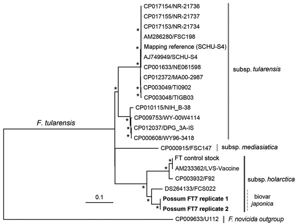 Maximum-likelihood phylogeny of whole-genome single nucleotide polymorphisms of the FT7 Francisella tularensis isolate from a ringtail possum in Australia (boldface) with other Francisella species, including biovar japonica. The single nucleotide polymorphism analysis was performed by mapping reads against a reference genome sequence F. tularensis subsp. tularensis SCHU-S4 (GenBank accession no. NC_006570.2) in addition to 16 genomes of the F. tularensis complex obtained from GenBank. Isolates a