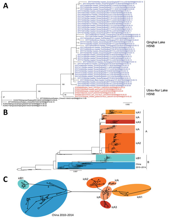 Phylogenetic analyses of 594 hemagglutinin (HA) sequences (1,704 nt) from clade 2.3.4.4 H5 influenza viruses. A) HA-coding sequence subtree from maximum-likelihood phylogenetic analysis of the clade 2.3.4.4 H5 viruses. Colored nodes: blue, Qinghai Lake H5N8 strains (this study); red, Ubsu-Nur Lake H5N8 strains. B) Maximum-likelihood phylogenetic tree of the clade 2.3.4.4 HA-coding sequences, rooted with A/Goose/Guangdong/1/96(H5N1). Scale bars indicate nucleotide substitutions per site. C) Media