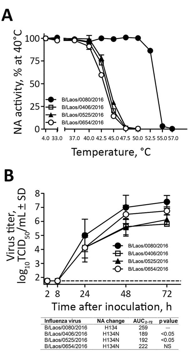 Characterization of influenza B viruses detected in Laos, February 2016. A) Thermostability of neuraminidase (NA) determined after viruses were incubated for 15 min at 4°C or at 30°C–57°C. NA enzyme activity was determined by a fluorescence-based assay (4). B) Replication kinetics of influenza B viruses in fully differentiated human primary NHBE cells that were inoculated with the designated viruses (multiplicity of infection 0.001). Apical washes were taken at indicated times after inoculation,