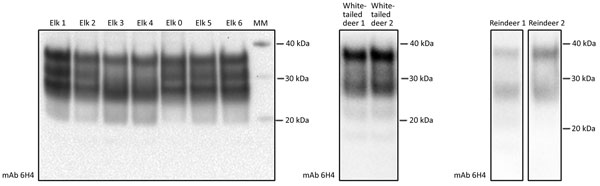 Western blot analysis showing detectable levels of prion protein in the chronic wasting disease–affected cervid brain specimens used to evaluate the susceptibility of the human prion protein (PrP) to conversion by chronic wasting disease prions. We analyzed brain homogenate derived from elk, white-tailed deer, and reindeer specimens by using Western blot to evaluate levels of total PrP. We subjected 2 μL of each 10% brain homogenate sample to Western blot and assessed detection of total PrP by m