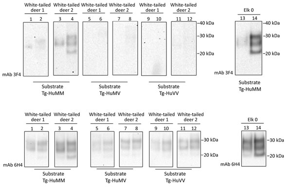 Evaluation of the in vitro conversion of human prion protein (PrP) seeded with the misfolded, disease-associated prion protein form present in chronic wasting disease (CWD)–affected white-tailed deer brain samples. We incubated 2 white-tailed deer CWD brain homogenates, derived from 2 affected animals (white-tailed deer 1 and 2), in a panel of 3 humanized transgenic substrates (Tg-HuMM, Tg-HuMV, and Tg-HuVV) and subjected them to a single round of protein misfolding cyclic amplification (PMCA) f