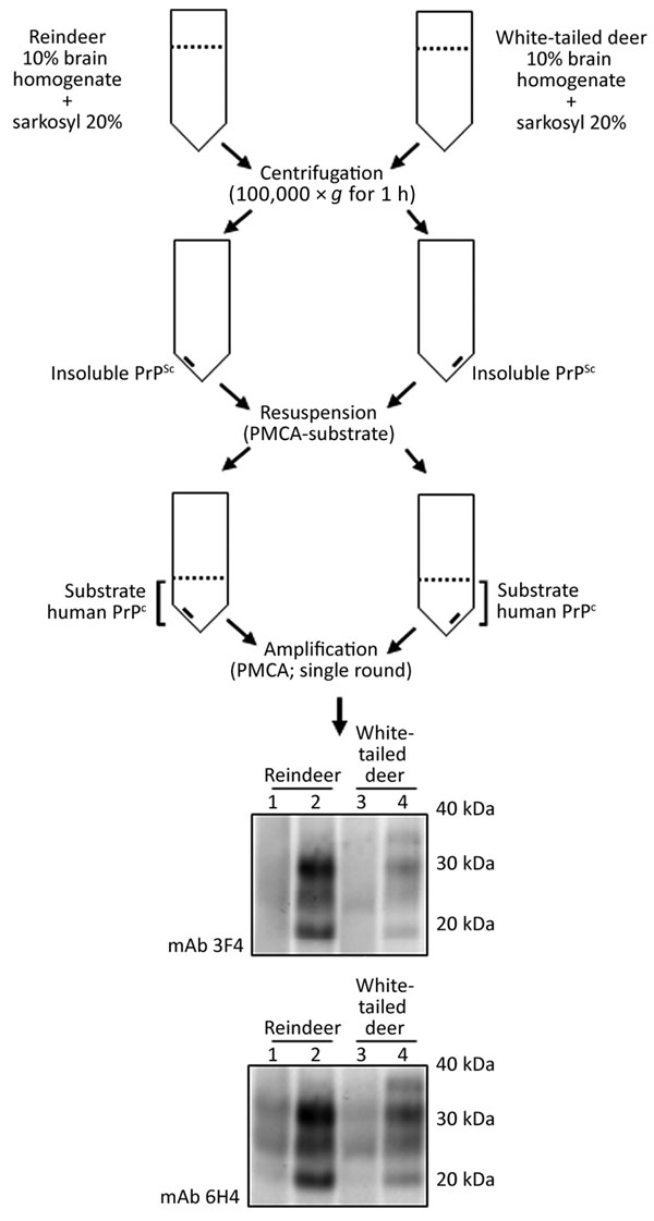Schematic representation of the partial purification of misfolded, disease-associated prion protein from chronic wasting disease (CWD)–affected deer brain specimens and its continued ability to seed the conversion of human prion protein (PrP) during protein misfolding cyclic amplification (PMCA) reactions. We normalized PrP, partially purified by detergent insolubility from reindeer and white-tailed deer CWD specimens, by using protease-resistant prion protein (PrPres) and subjected PrP to a sin
