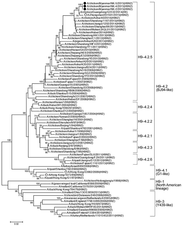 Phylogenetic tree of H9 gene of influenza A(H9N2) viruses from Myanmar and reference viruses. Phylogenetic trees were constructed by using MEGA version 6.0 (http://www.megasoftware.net/) and a neighbor-joining algorithm with the Kimura 2-parameter model and 1,000 replications of bootstrap analysis. Only bootstrap numbers &gt;70% are shown. Black circles represent isolates from this study, and open circles represent human H9N2 isolates. Virus clades are indicated at right. Scale bar indicates nuc