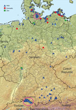 Thumbnail of Highly pathogenic avian influenza A(H5N8) cases in wild birds and outbreaks in poultry holdings (10 backyard holdings, 4 zoos or pet farms, and a few commercial operations) in Germany, November 2016. Circles indicate original locations of outbreaks and isolates. 
