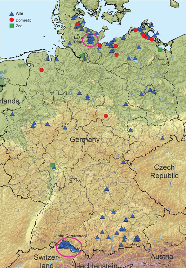 Highly pathogenic avian influenza A(H5N8) cases in wild birds and outbreaks in poultry holdings (10 backyard holdings, 4 zoos or pet farms, and a few commercial operations) in Germany, November 2016. Circles indicate original locations of outbreaks and isolates. 