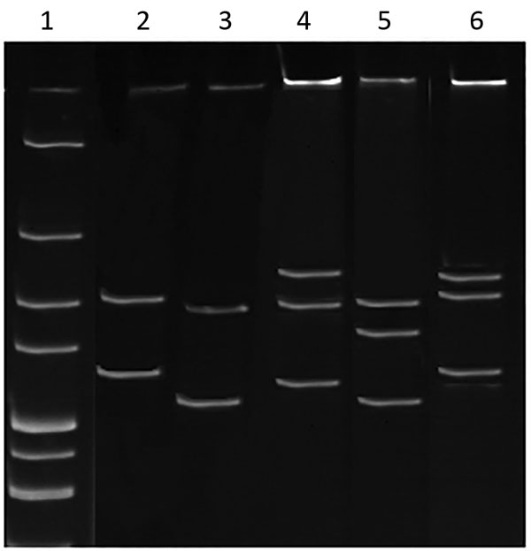 Single-strand conformation polymorphism profile of Anaplasmataceae isolate from reptiles, Slovakia, 2004–2011. The 247-bp 16S rRNA PCR fragments from the isolate from reptiles and known Anaplasmataceae species were denatured and electrophoresed. Lane 1, 100-bp ladder marker; lane 2, Candidatus Neoehrlichia mikurensis; lane 3, Anaplasma phagocytophilum; lane 4, isolate Candidatus Cryptoplasma sp. REP (reptile) obtained in this study; lane 5, A. ovis; and lane 6, Wolbachia.