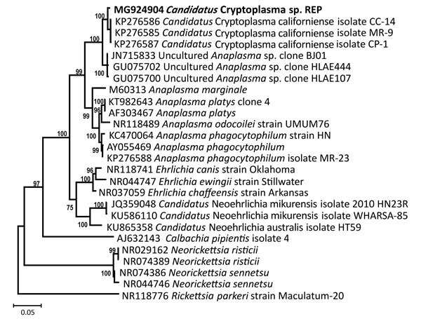 Phylogenetic relatedness of Candidatus Cryptoplasma sp. REP (reptile; bold), Slovakia, 2004–2011, to other Anaplasmataceae sp. family members. We constructed the tree using 16S rRNA sequences and the Bayesian inference method. The Rickettsia parkeri sequence was used as an outgroup. Scale bar indicates nucleotide substitutions per site.