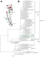 Thumbnail of Structural and phylogenetic modeling of highly pathogenic avian influenza virus (H5N8), EG-CA285, from migratory birds, Egypt, 2016. A) Three-dimensional structural homology model for the hemagglutinin protein of EG-CA285 created by using the ancestral virus of clade 2.3.4.4b (A/duck/Zhejiang/6D18/2013 [H5N8]) as a template. Amino acids distinguishing the EG-CA285 sequence from the modeling template are shown in red; green depicts unique mutations distinguishing this virus from the 