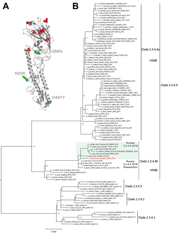 Structural and phylogenetic modeling of highly pathogenic avian influenza virus (H5N8), EG-CA285, from migratory birds, Egypt, 2016. A) Three-dimensional structural homology model for the hemagglutinin protein of EG-CA285 created by using the ancestral virus of clade 2.3.4.4b (A/duck/Zhejiang/6D18/2013 [H5N8]) as a template. Amino acids distinguishing the EG-CA285 sequence from the modeling template are shown in red; green depicts unique mutations distinguishing this virus from the virus detecte
