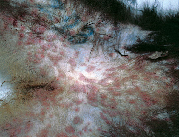 Crater-shaped skin lesions at inguinal region of Tonkean macaque (Macaca tonkeana) housed at animal sanctuary, Italy, January 2015.