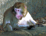 Thumbnail of Crater-shaped skin lesions on face of Japanese macaque (Macaca fuscata), Italy, 2003.