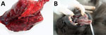 Thumbnail of Results from necropsy of Tonkean macaque (Macaca tonkeana) from animal sanctuary, Italy, January 2015, showing severe congestion in the lungs (A) and erythematous papules and pustular lesions on the buccal and tongue mucosae (B).
