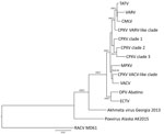 Thumbnail of Phylogenetic analysis of OPV Abatino obtained from skin lesion of Tonkean macaque during outbreak at animal sanctuary, Italy, January 2015. Nine conserved genes (GenBank accession nos. KY100107–KY100115) obtained with next-generation sequencing were concatenated and aligned with the homologous concatenated sequences from representative OPV strains (GenBank accession no.): TATV-Dahomey-1968 (DQ437594.1), VARV-Bangladesh-1975 (L22579.1), CMLV-M96 (AF438165.1), CPXV-HumAac09–1 (KC81350
