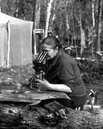Thumbnail of Vera I. Shakhmatova, one of the pioneers of infection experiments with the northern strain of Taenia saginata tapeworms, examining parasitologic specimens during a field expedition in northern Siberia, Russia, 1975. Photograph courtesy of the Institute of Systematics and Ecology of Animals, Siberian Branch of the Russian Academy of Sciences.