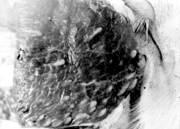 Muscle cysticerci of the northern strain of Taenia saginata tapeworms in an experimentally infected calf, western Siberia, Russia. Photograph courtesy of the Institute of Systematics and Ecology of Animals, Siberian Branch of the Russian Academy of Sciences.