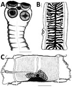 Thumbnail of Original drawings of the northern strain of Taenia saginata tapeworms from Gyda, Yamalo-Nenets Autonomous Okrug, northern Siberia, Russia, by Serdyukov (23). A) Scolex showing the lack of a rostellar hook crown in the middle of the scolex, which is a synapomorphy in T. saginata and T. asiatica tapeworms. B) Gravid proglottid showing the number of uterine branches, which is a commonly used character in species identification. C) Mature proglottid. Scale bars indicate 1 mm. Image cour