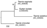 Thumbnail of Maximum-likelihood tree of Taenia saginata tapeworm strains and T. asiatica tapeworms inferred from short fragments (426 nt) of the cytochrome c oxidase subunit 1 gene. The northern strain of T. saginata tapeworm is represented by the Gydan isolate from northern Siberia, Russia. T. crocutae tapeworm was used as an outgroup. Number along branch indicates a bootstrap percentage. GenBank accession numbers of original sequences are shown in parentheses. Scale bar indicates nucleotide su