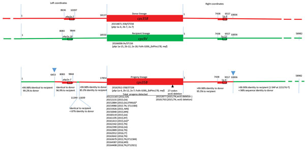 Diagrammatic representation of cps loci and adjacent regions from donor, recipient and progeny strains depicting serotype switch event for pneumococcal isolates, United States, 2015–2016. Red and green lines in progeny indicate regions of sequence identity or near identity (&lt;2 single-nucleotide polymorphisms/10,000 bp) to the above corresponding donor and recipient sequences, respectively. Rectangles indicate relative locations of PBP gene types for pbp2x and pbp1a. Below each cps locus, a re