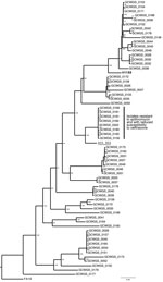 Thumbnail of Maximum-likelihood phylogeny of Neisseria gonorrhoeae samples (N = 62) collected in Hawaii during February–May 2016, 1 isolate collected in Hawaii in 2011, and 1 isolate collected in the United Kingdom in 2015. The clade denoted with the black vertical bar contains 8 samples that exhibited resistance to azithromycin (MIC &gt;256 µg/mL by Etest) and reduced susceptibility to ceftriaxone (MIC range 0.094–0.125 µg/mL). The 2011 isolate from Hawaii (H11S8, bold) also exhibited resistanc