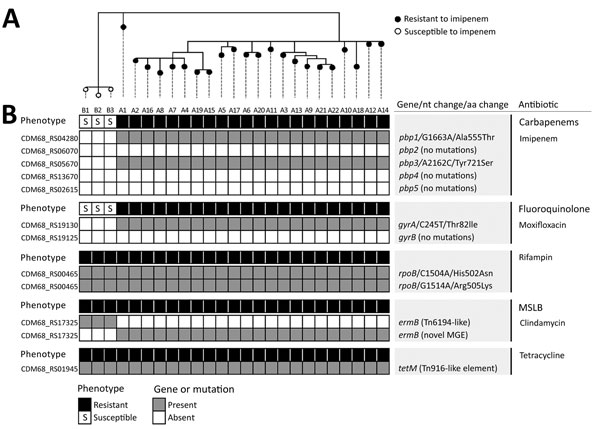 Phylogeny of Clostridium difficile RT017 isolates from hospitals A and B and genetic determinants of antimicrobial drug resistance, Portugal. A) Core genome single-nucleotide polymorphism–based neighbor-joining phylogeny of 25 RT017 C. difficile clinical isolates reconstructed by using 47 variant sites (outside MGEs) identified when mapping to either the corresponding genomic sequence of close relative C. difficile strain M68 (GenBank accession no. NC_017175) or a draft genome sequence of a repr