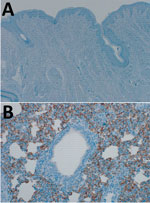 Thumbnail of Dipeptidyl peptidase (DPP) 4 expression in the domestic pig respiratory tract. Tissues were stained by using a cross-reactive mouse monoclonal antibody against DPP4 (CD26, clone OTI11D7, 1:2,500; Origene Technologies, Inc., Rockville, MD, USA). DPP4 expression was absent in the nasal mucosa (A) but present in lung tissue (B) of healthy domestic pigs. Original magnification: nasal mucosa ×40; lung ×200. 