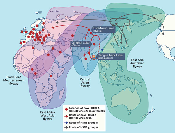 Global movement of wild birds (adapted from [8]) and geographic distribution of novel HPAI A(H5N8) viruses, 2016. Influenza A viruses were isolated from wild birds and free-ranging domestic ducks in the Tanguar haor region of Bangladesh (yellow square) during February 2015–February 2016. Dissemination of novel HPAI A(H5N8) clade 2.3.4.4 viruses (red arrows). Dashed circles indicate location of reassortment between HPAI A(H5N8) group B viruses and low pathogenicity avian influenza viruses circula