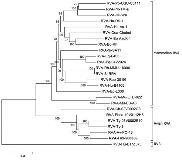 Phylogenetic analysis of RVA strain fox-288356. Analysis was performed on the basis of the concatenated nucleotide sequences of genomic segments. Fox- 288356 is correlated with RVA PO-13 (from pigeon) and clustered with the avian RVA. Reference sequences are identified by strain name and GenBank accession number. Scale bar indicates nucleotide substitutions per site. RVA, group A rotavirus; RVB, group B rotavirus.