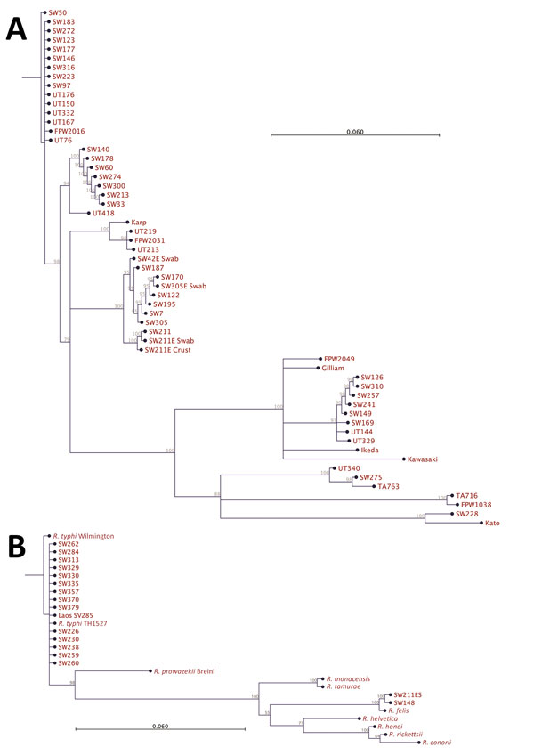Phylogenetic analysis of pathogens contributing to rickettsial illnesses, Chittagong Medical College Hospital, Chittagong, Bangladesh, August 2014–September 2015. A) Phylogenetic dendrogram based on the nucleotide sequence of the partial open reading frame of the 56-kDa TSA gene (aligned and cropped to ≈450 bp), depicting Orientia tsutsugamushi strains in relationship with reference and other strains. O. tsutsugamushi genotypes in Bangladesh included Karp, Gilliam, Kato, and TA763 strains, with 