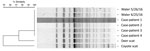 Thumbnail of Pulsed-field gel electrophoresis (PFGE) analysis of Shiga toxin 1– and 2–producing Escherichia coli O157 isolates digested with XbaI. A dendrogram displaying PFGE pattern similarity is shown at left. The PFGE profiles for the case-patients and water isolates were identical and designated as pattern EXH01.0238 by PulseNet (https://www.cdc.gov/pulsenet/). The PFGE patterns for the deer and coyote scat isolates shared &gt;95% similarity with pattern EXH01.0238. Dates on water samples i