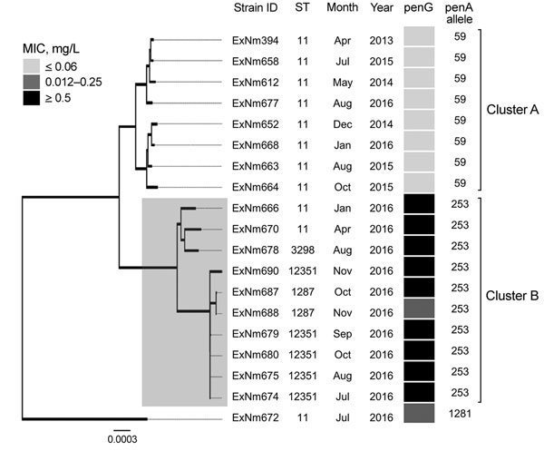 Neighbor-joining dendrogram (500 bootstrap values) for core genome sequences of clonal complex 11 Neisseria meningitidis strains with serogroup W capsules, Western Australia, Australia, January 2013–December 2016. The resistance phenotype for the penicillin G (PenG) gene for each isolate is provided using the following breakpoints: sensitive (MIC &lt;0–0.06 mg/L), intermediate (0.12–0.25 mg/L) and resistant (&gt;0.5 mg/L). Two clusters (A and B) were observed, which contain isolates that differ 