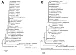 Thumbnail of Phylogenetic analysis of Rickettsia isolate from patient with Japanese spotted fever in Anhui Province and isolate from Haemaphysalis longicornis tick in Shandong Province, China, 2013 (black dots), compared with reference isolates. Unrooted neighbor-joining trees of 16S rRNA gene (A) and 17-kDa protein gene (B) were constructed by using MEGA 5.2 (https://www.megasoftware.net/) and 1,000 bootstrap replications. Scale bar represents substitutions per nucleotide.