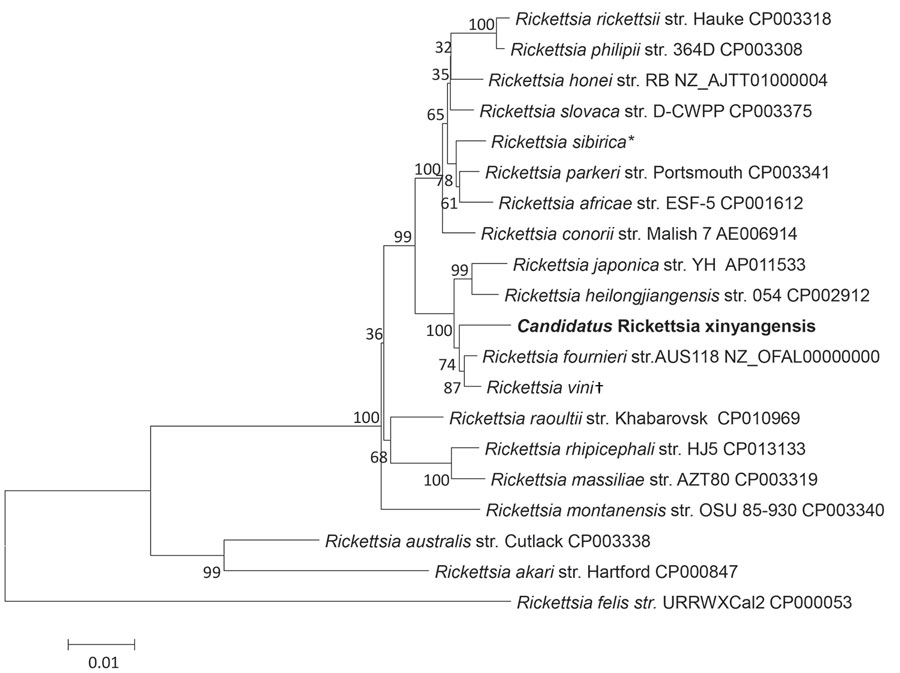 Phylogenetic analysis of concatenated nucleotide sequence of novel spotted fever group Rickettsia, Candidatus R. xinyangensis (bold), Xinyang, China, 2015. The partial nucleotide sequences of genes htrA (421 bp), gltA (1,092 bp), ompA (332 bp), ompB (456 bp), and sca4 (245 bp) were concatenated and compared via the maximum-likelihood method by using the best substitution model found (i.e., Tamura 3-parameter plus gamma) and MEGA version 5.0 (http://www.megasoftware.net). A bootstrap analysis of 