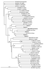 Thumbnail of Phylogenetic tree for a 347-nt sequence within open reading frame 2 of hepatitis E viruses, France. Genetic distances were calculated by using the Kimura 2-parameter method, and the tree was plotted using the by the neighbor-joining method. Values along branches are bootstrap values acquired after 100 replications.  Virus sequences obtained from patients in this study (gray shading) were compared with reference sequences of subtypes 3 viruses according to the proposal of Smith et al