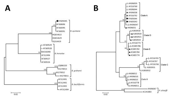 Maximum-likelihood (ML) analyses of intergenic transcribed spacer 1 genes of Bartonella spp. and of the Pediculus humanus humanus louse mitochondrial cytochrome b (cytb) gene. A) Bartonella spp. analysis. The tree with the highest log likelihood is shown, and ML bootstrap values &gt;80 are indicated at each node. The tree is drawn to scale. Sequences are indicated by GenBank accession number; Solid circle indicates the sequence retrieved in this study. The Bartonella species is indicated to the 