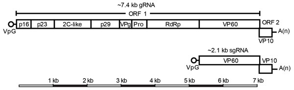 Genomic organization of RHDV detected in rabbits, Australia. A) RHDV has a polyadenylated single-stranded positive-sense gRNA of ≈7.4 kb consisting of 2 ORFs (open boxes), with the VP (open circle) covalently attached to the 5′ end. ORF1 encodes a polyprotein that is proteolytically cleaved to produce the major capsid protein, VP60, and the nonstructural proteins p16, p23, 2C-like protein (2C-like), p29, VPg, the viral protease, and the RdRp. ORF2 encodes the minor structural protein, VP10. B) A
