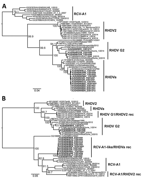 Phylogenetic analysis of viral protein 60 (VP60) capsid (n = 47) and nonstructural (n = 44) genes of RHDV strains from Australia and reference sequences. Maximum likelihood phylogenies of the A) VP60 capsid genes and B) nonstructural genes were prepared from an alignment of the newly sequenced RHDV samples (bold) along with published sequences (accession numbers of published sequences indicated in the taxa name). The JN165235/FP/China/2009 and JN165234/XA/China/2010 sequences were restricted to 