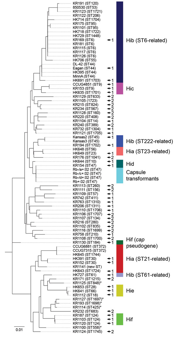 Multilocus sequencing typing (MLST) of encapsulated and nonencapsulated Haemophilus influenzae isolates. MLST was performed on a subset of encapsulated isolates (n = 44) from the evaluation set, including all type a and type b isolates (n = 33). All major genetic lineages (indicated by colors), except the least common lineage of Hia (ST4-related), of encapsulated H. influenzae were represented in the collection, including the 2 more common lineages of Hia and all 3 lineages of Hib. An isolate ty