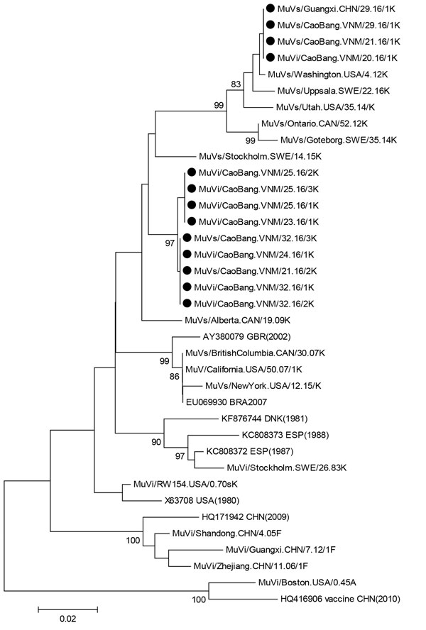 Phylogenetic tree of small hydrophobic genes of 13 isolates of mumps virus genotype K isolated in China from 1 patient from China and 12 patients from Vietnam (solid black circles) compared with reference isolates. Solid black circles indicate MuV K strains isolated in this study. The tree was constructed by using the neighbor-joining method in MEGA6 software (7). The Kimura-2 parameter model was used, and robustness of internal branches was determined by using 500 bootstrap replications. Number