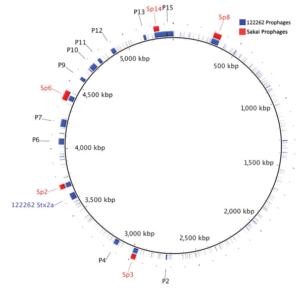 BLAST ring image generator (BRIG) plot generated from BLAST+ (21) comparisons of Shiga toxin–producing Escherichia coli (STEC) O55:H7 122262 prophages and homologous STEC O157:H7 Sakai prophages. STEC O55:H7 122262 chromosome is set as the reference genome, and the 122262 prophages (P1–P15) comprise the first ring. The homologous STEC O157:H7 Sakai prophages (Sp2, Sp3, Sp6, Sp8, and Sp14) identified in the BLAST analysis were added to the image according to their known locations (Table 2). Putat